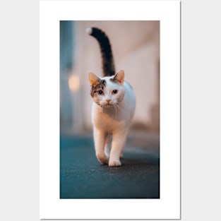 Walking Cat Pet Animal Posters and Art